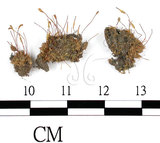 中文名:齒葉葫蘆蘚(B00006668)學名:Funaria dentata Crom.(B00006668)