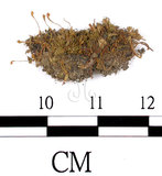 中文名:齒葉葫蘆蘚(B00006669)學名:Funaria dentata Crom.(B00006669)