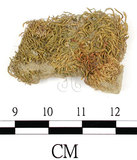 中文名:葫蘆蘚光滑變種(B00006670)學名:Funaria hygrometrica Hedw. var. calvesens (Schwaegr.) Mont.(B00006670)