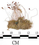 中文名:葫蘆蘚(B00009064)學名:Funaria hygrometrica Hedw. (B00009064)