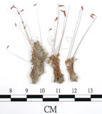 中文名:(B00009783)學名:Funaria calvescens C. Muell. (B00009783)