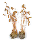 中文名:(B00009784)學名:Funaria calvescens C. Muell. (B00009784)
