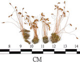 中文名:(B00009784)學名:Funaria calvescens C. Muell. (B00009784)