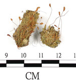 中文名:(B00009785)學名:Funaria connivens C. Muell. (B00009785)