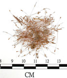 中文名:(B00009788)學名:Funaria pallescens (Jur.) Lindb. in Broth. (B00009788)