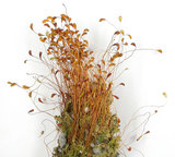 中文名:葫蘆蘚(B00011051)學名:Funaria hygrometrica Hedw. (B00011051)