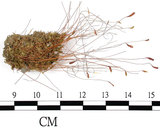 中文名:葫蘆蘚(B00012096)學名:Funaria hygrometrica Hedw. (B00012096)