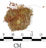 中文名:葫蘆蘚(B00013795)學名:Funaria hygrometrica Hedw. (B00013795)