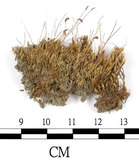 中文名:葫蘆蘚(B00013796)學名:Funaria hygrometrica Hedw. (B00013796)