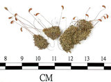 中文名:葫蘆蘚(B00014500)學名:Funaria hygrometrica Hedw. (B00014500)