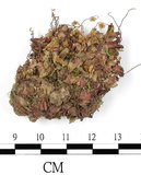 中文名:半球蒴地錢(B00001281)學名:Marchantia hemisphaerica (L.) Radd.(B00001281)