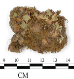 中文名:粗裂地錢(B00001282)學名:Marchantia paleacea Bert.(B00001282)