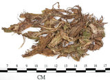 中文名:地錢苔,地錢(B00001283)學名:Marchantia polymorpha L. (B00001283)