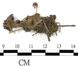 中文名:地錢苔,地錢(B00001284)學名:Marchantia polymorpha L. (B00001284)