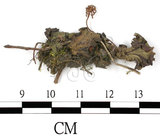 中文名:地錢苔,地錢(B00001284)學名:Marchantia polymorpha L. (B00001284)