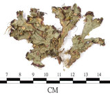 中文名:地錢苔,地錢(B00002325)學名:Marchantia polymorpha L. (B00002325)