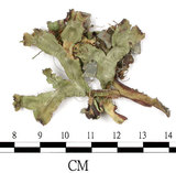 中文名:地錢苔,地錢(B00003728)學名:Marchantia polymorpha L. (B00003728)