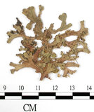 中文名:(B00004188)學名:Marchantia cuneiloba Steph.(B00004188)