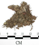 中文名:(B00004189)學名:Marchantia cuneiloba Steph.(B00004189)