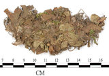 中文名:粗裂地錢(B00007734)學名:Marchantia paleacea Bert.(B00007734)