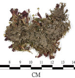 中文名:地錢苔,地錢(B00009499)學名:Marchantia polymorpha L. (B00009499)