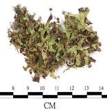 中文名:地錢苔,地錢(B00009499)學名:Marchantia polymorpha L. (B00009499)