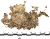 中文名:地錢苔,地錢(B00011090)學名:Marchantia polymorpha L. (B00011090)