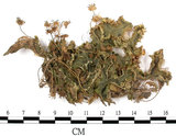 中文名:地錢苔,地錢(B00011090)學名:Marchantia polymorpha L. (B00011090)