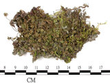 中文名:(B00011561)學名:Marchantia(B00011561)