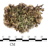 中文名:(B00011589)學名:Marchantia(B00011589)