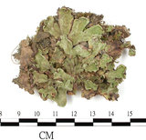 中文名:(B00012557)學名:Marchantia (B00012557)