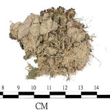 中文名:(B00012871)學名:Marchantia (B00012871)