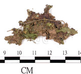 中文名:(B00014261)學名:Marchantia (B00014261)