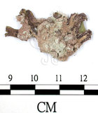 中文名:(B00014741)學名:Marchantia (B00014741)