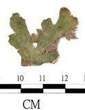 中文名:(B00014993)學名:Marchantia (B00014993)