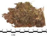 中文名:(B00015735)學名:Marchantia (B00015735)