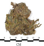 中文名:地錢苔,地錢(B00016107)學名:Marchantia polymorpha L. (B00016107)