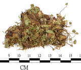 中文名:粗裂地錢(B00016789)學名:Marchantia paleacea Bert.(B00016789)