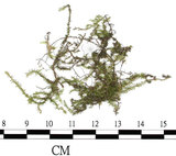 中文名:尖刺卷柏蘚(B00000334)學名:Rhacopilum aristatum Mitt. (B00000334)