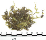 中文名:卷柏蘚(B00007243)學名:Rhacopilum tomentosum (Hedw.) Brid.(B00007243)