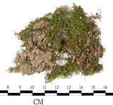 中文名:尖刺卷柏蘚(B00008263)學名:Rhacopilum aristatum Mitt. (B00008263)