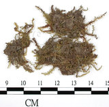 中文名:(B00009524)學名:Rhacopilum cuspidigerum (Schwaegr.) Aongstr.(B00009524)