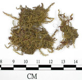 中文名:(B00009524)學名:Rhacopilum cuspidigerum (Schwaegr.) Aongstr.(B00009524)