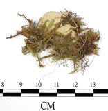 中文名:(B00009525)學名:Rhacopilum cuspidigerum (Schwaegr.) Aongstr.(B00009525)