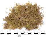 中文名:溪邊青蘚(B00001288)學名:Brachythecium rivulare B.S.G. (B00001288)