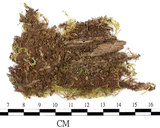 中文名:細枝青蘚(B00001802)學名:Brachythecium buchananii (Hook.) Jaeg.(B00001802)