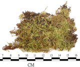 中文名:細枝青蘚(B00001802)學名:Brachythecium buchananii (Hook.) Jaeg.(B00001802)