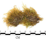 中文名:卵葉青蘚(B00001817)學名:Brachythecium rutabulum (Hedw.) B.S.G. (B00001817)