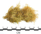 中文名:卵葉青蘚(B00001817)學名:Brachythecium rutabulum (Hedw.) B.S.G. (B00001817)