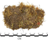 中文名:卵葉青蘚(B00001818)學名:Brachythecium rutabulum (Hedw.) B.S.G. (B00001818)